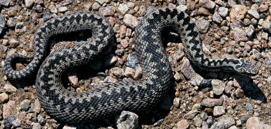 Kogræsserlaug