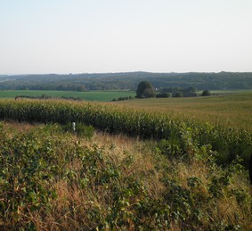 Fredningstjek