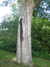 Evighedstræer